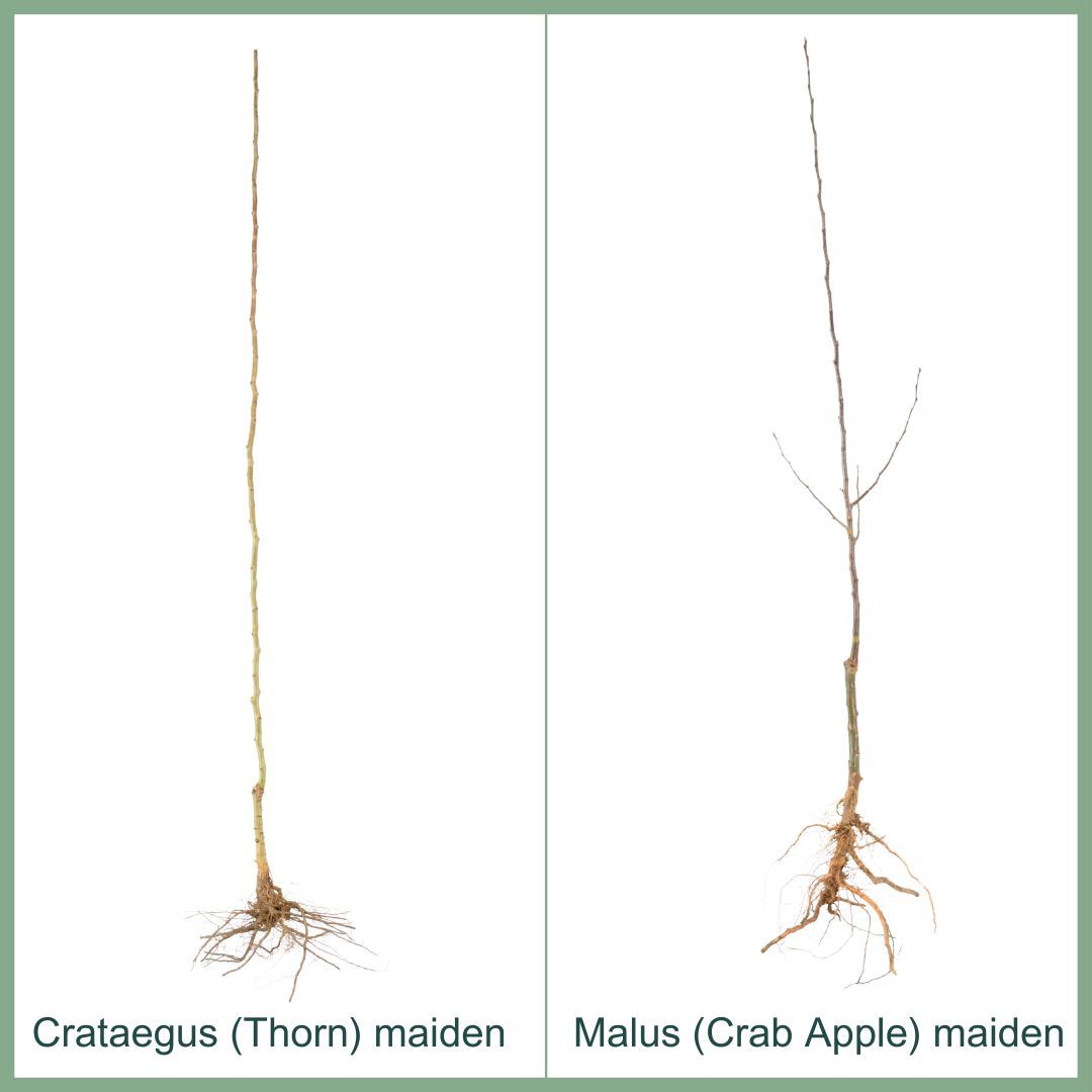 Bare Root Ornamental Trees