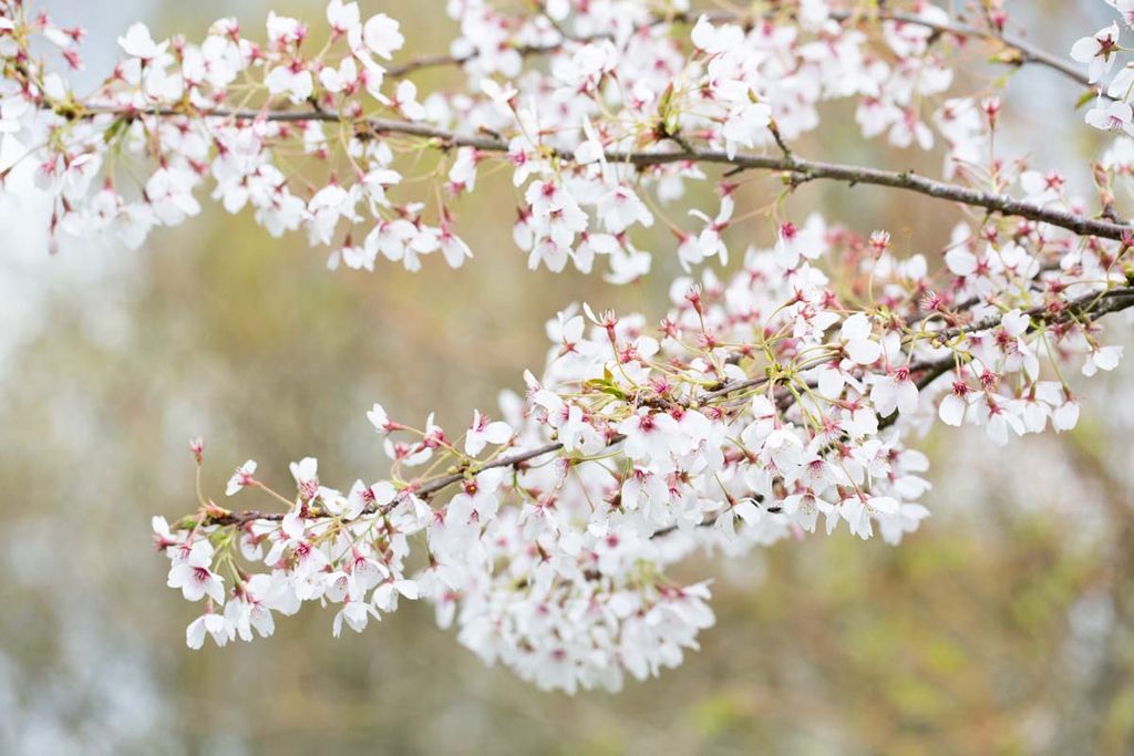 Prunus yedoensis