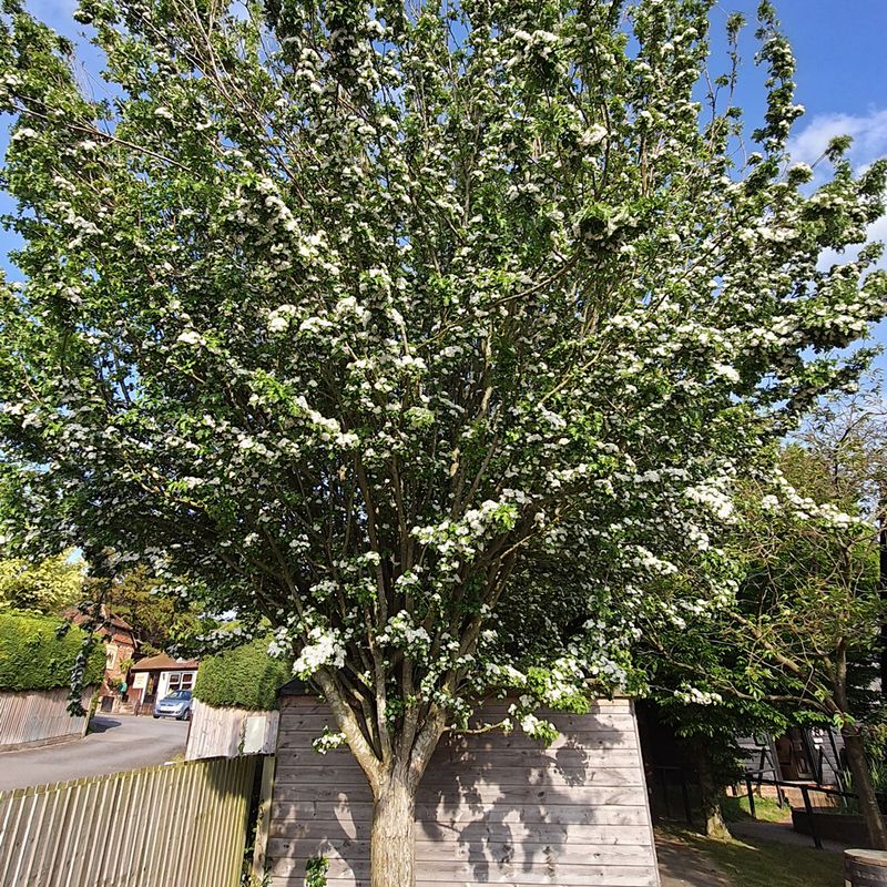 Crataegus monogyna 'Stricta'