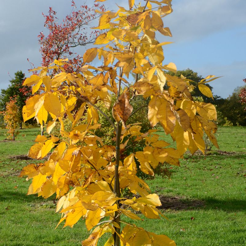 Carya ovata