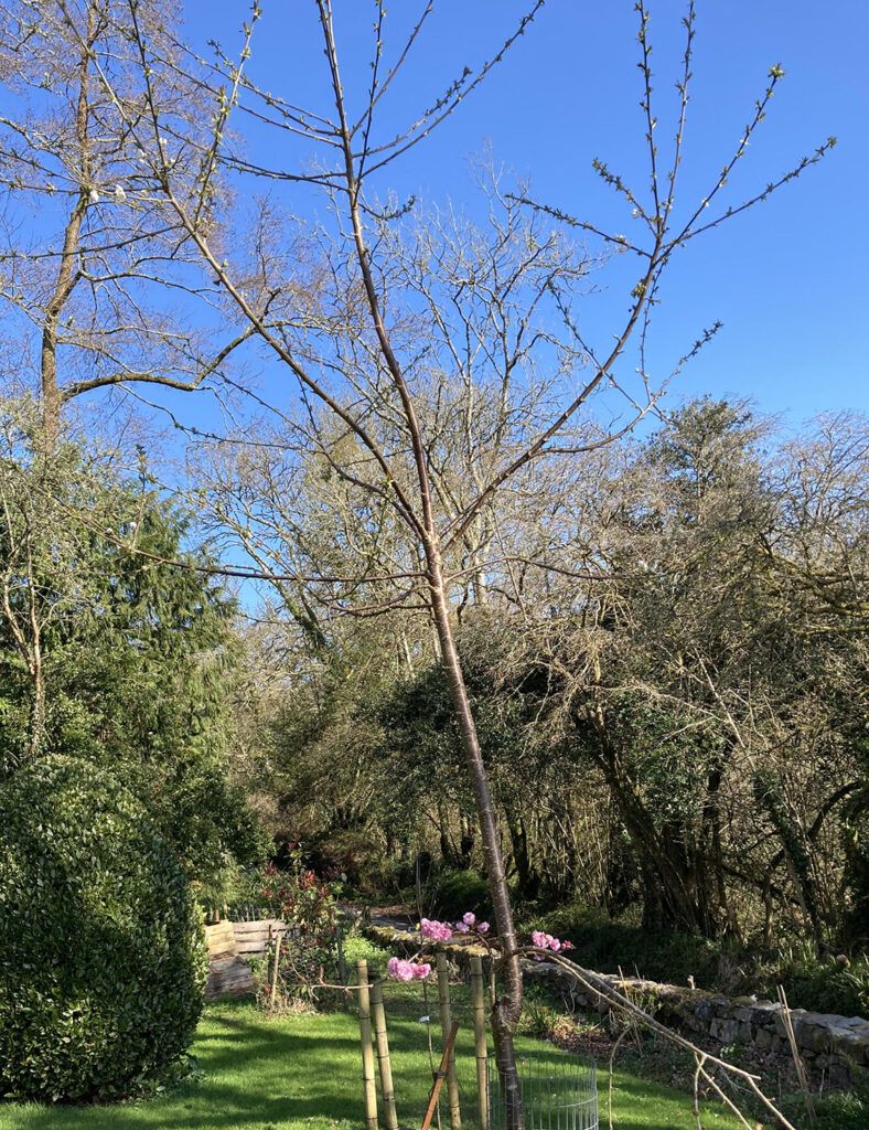 Prunus tree Sucker