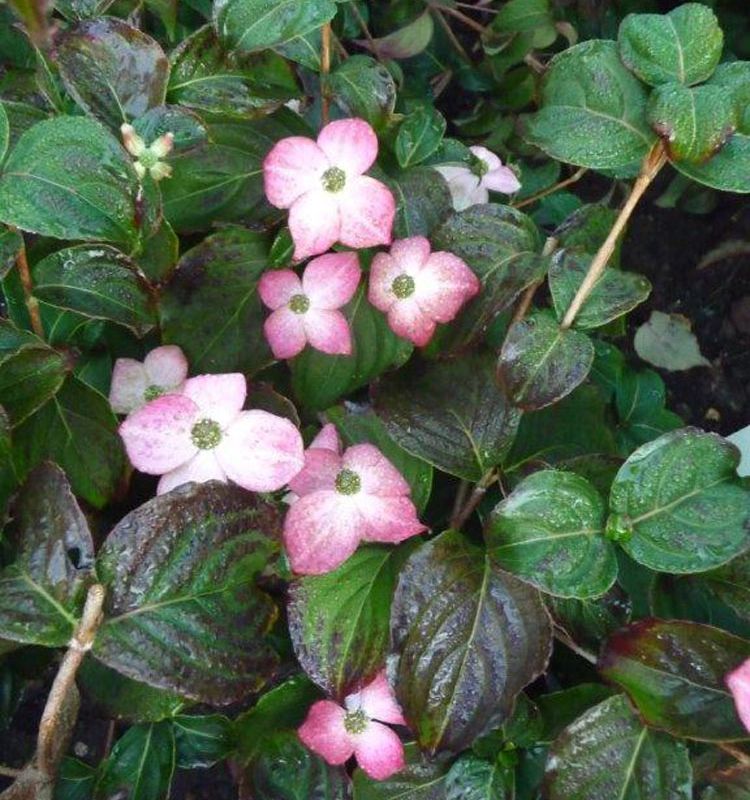 Cornus kousa 'Beni Fuji'