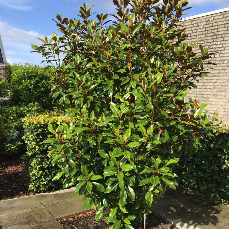 Magnolia grandiflora 'Kay Parris'