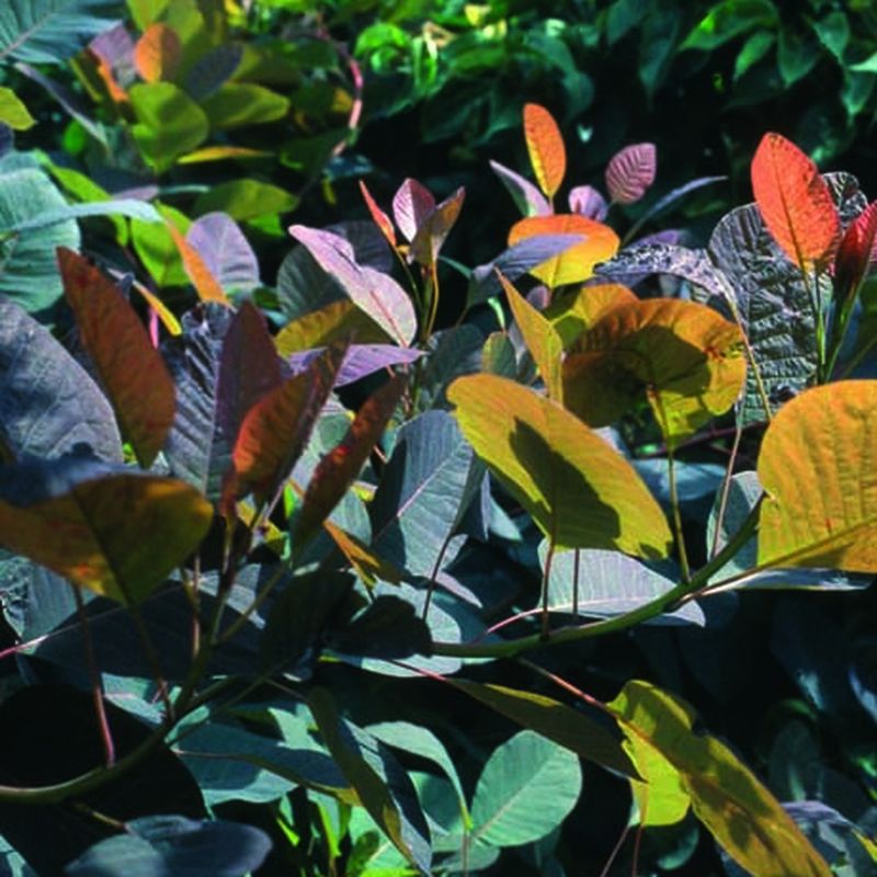Cotinus coggygria 'Grace'