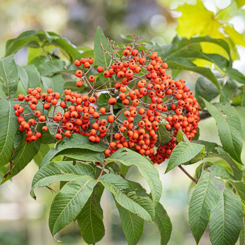 Sorbus sargentiana