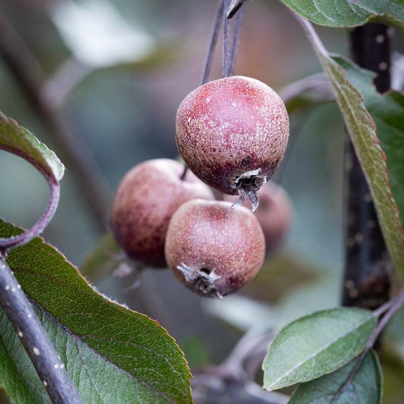 Malus x purpurea 'Crimson Cascade'