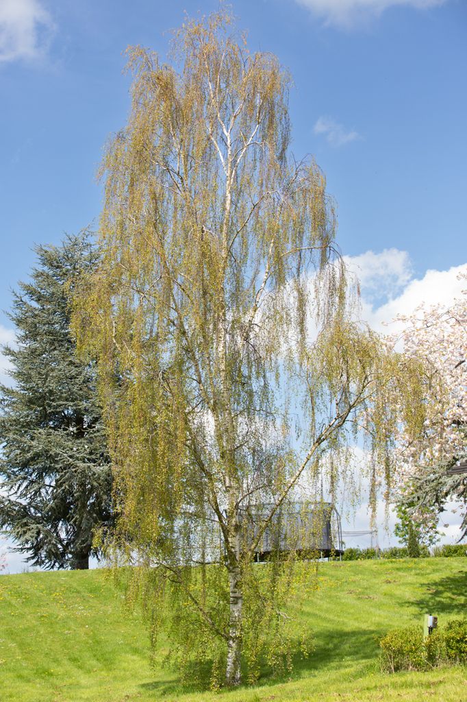 Betula Dalecarlica