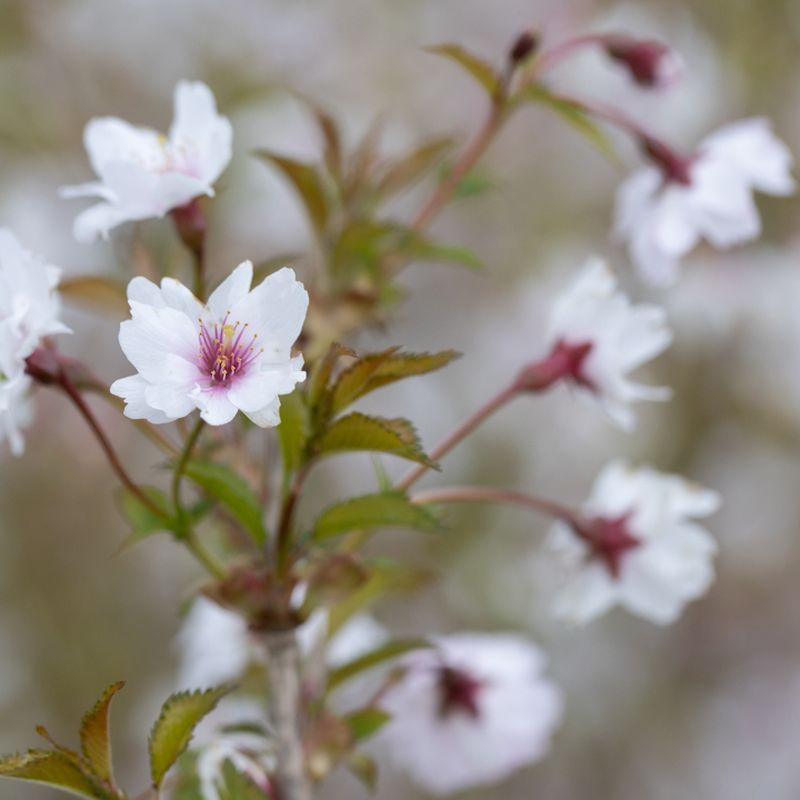 Prunus incisa 'Mikinori'
