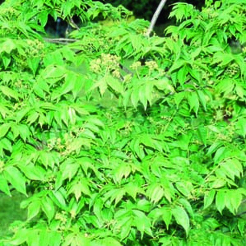 Picrasma quassioides