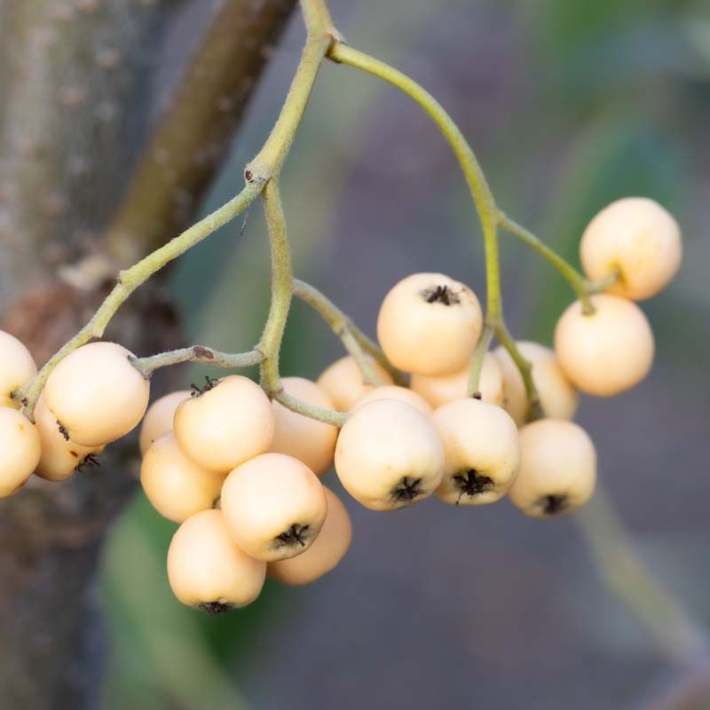 Cotoneaster salicifolius 'Exburiensis'