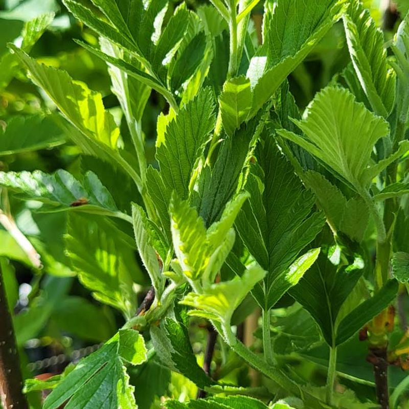 Sorbus arranensis