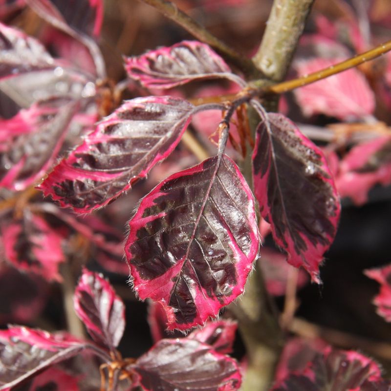 Fagus sylvatica 'Purpurea Tricolor'
