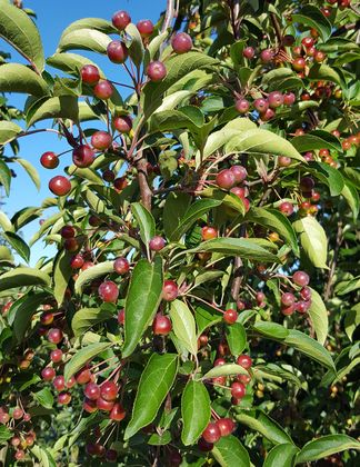 Malus baccata
