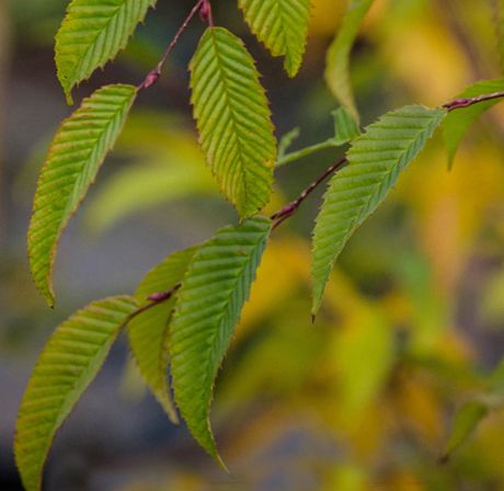 Carpinus japonica