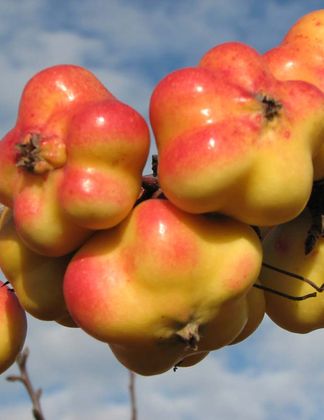 Apple Apistar