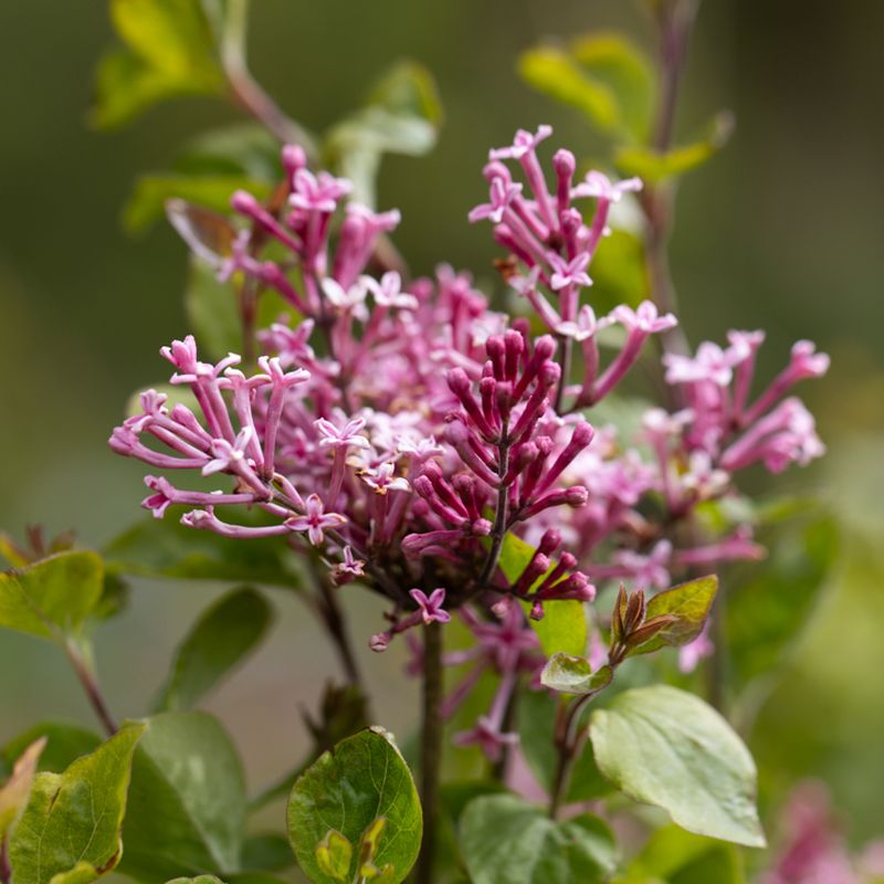 Syringa 'Pink Perfume'