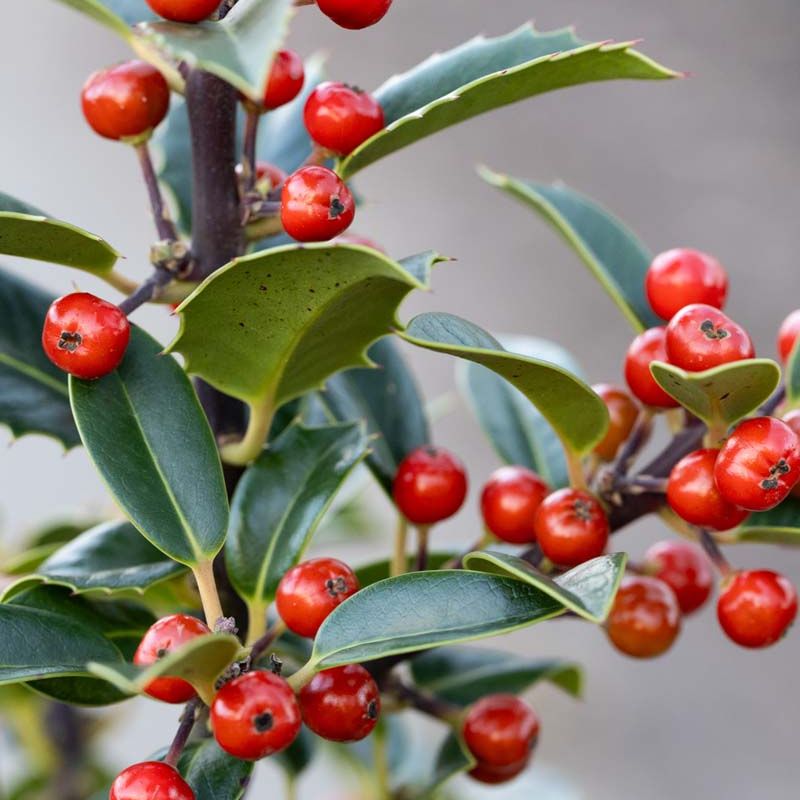 Ilex aquifolium