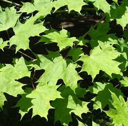 Acer saccharum