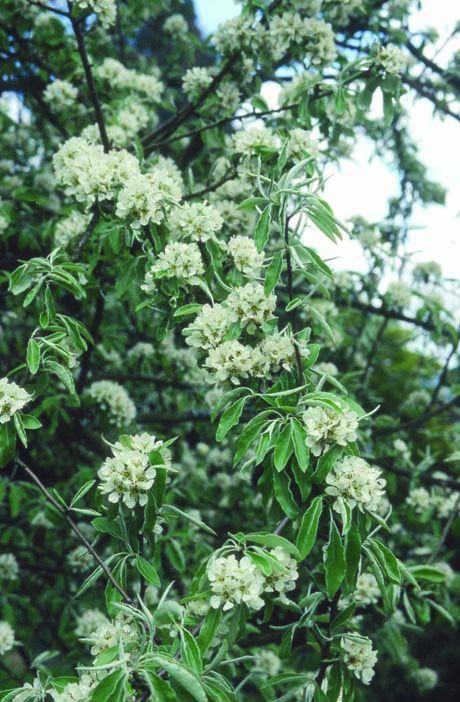 Pyrus nivalis
