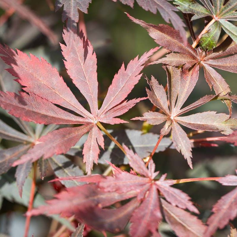 Acer palmatum 'Suminagashi'