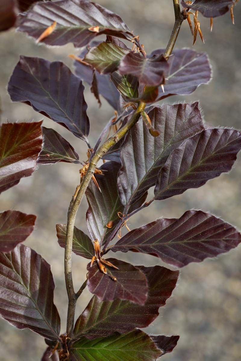 Fagus sylvatica 'Dawyck Purple' | Beech Tree | Ornamental Trees | Frank P  Matthews