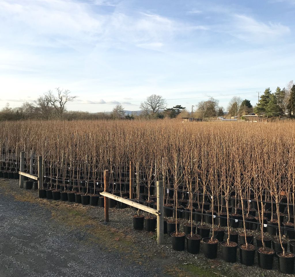 potting trees in holding area