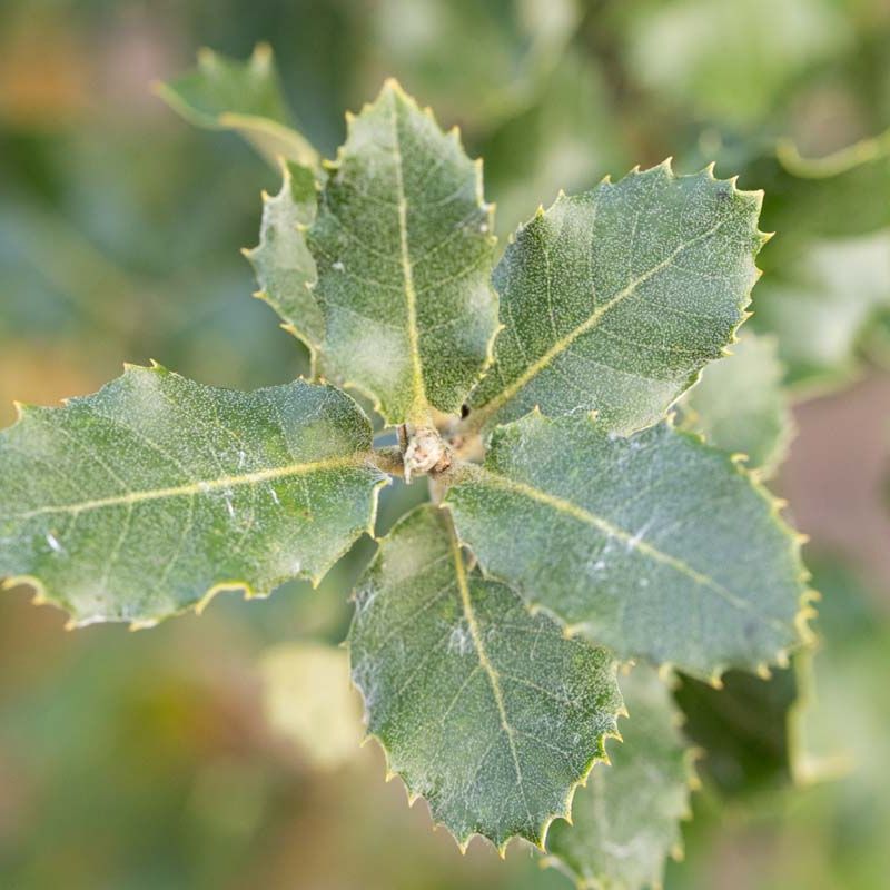 Quercus ilex