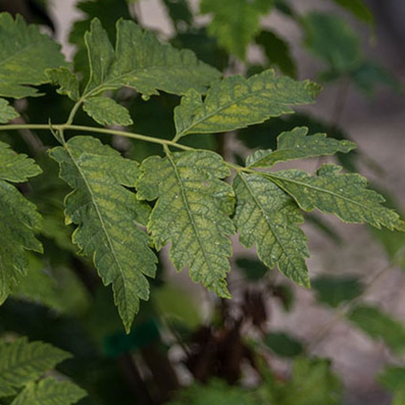 Koelreuteria paniculata 'Fastigiata'