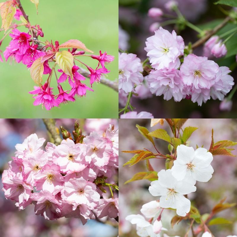 Prunus Blossom