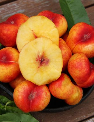 Mesembrine (Flat Nectarine) 1
