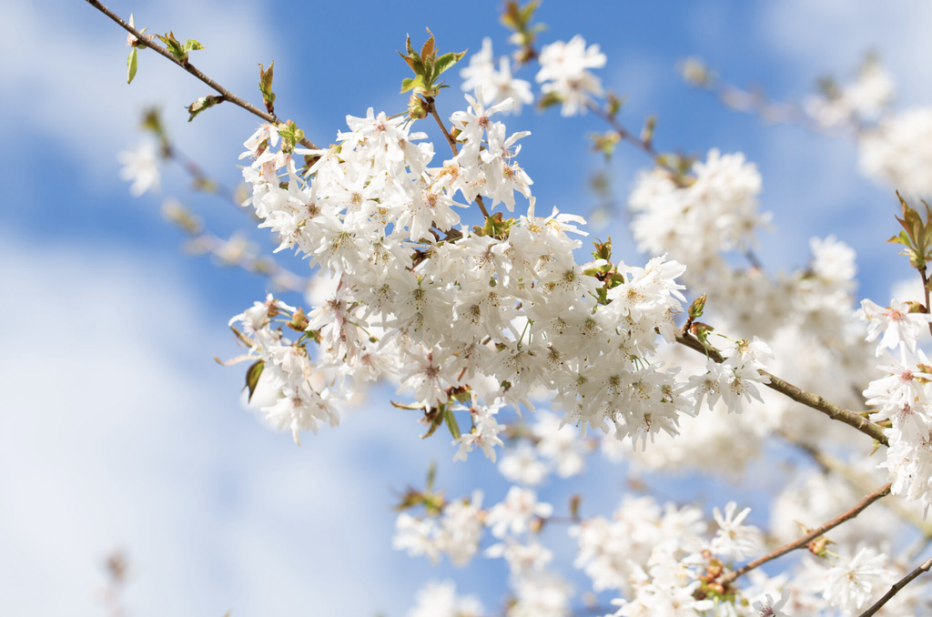 Prunus ‘Starlight’® 