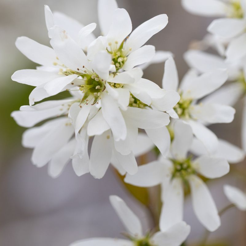 Amelanchier x grandiflora 'Ballerina'