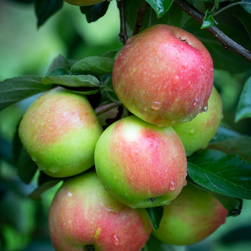 Honeycrisp