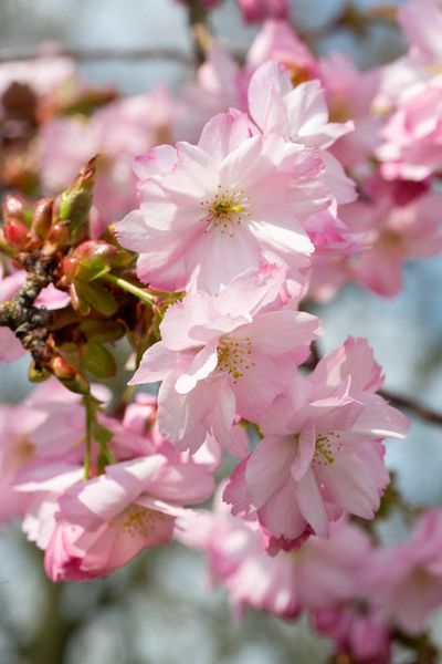 Prunus 'Beni-yutaka' 2