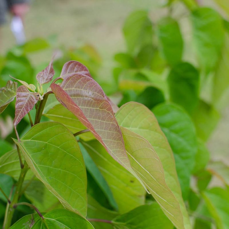 Catalpa fargesii var duclouxii