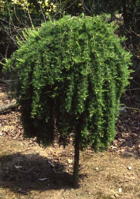Larix decidua 'Puli'