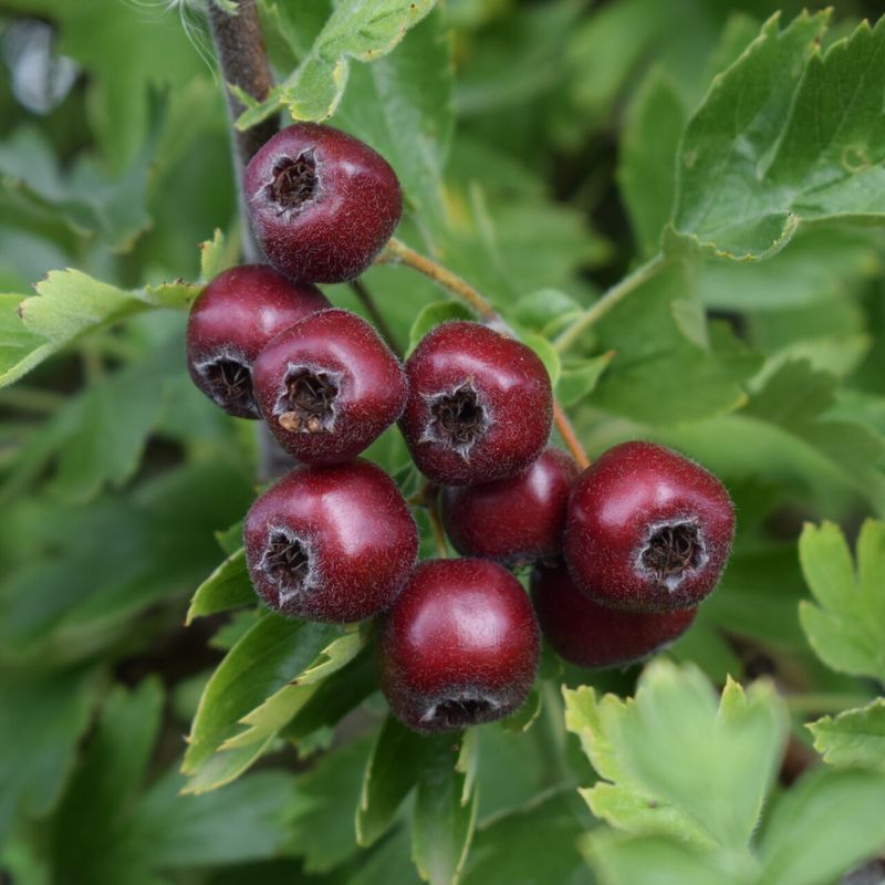 Trees for Autumn Colour 6