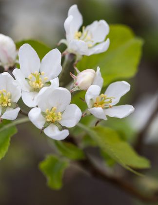 Malus ‘Bunbury White’