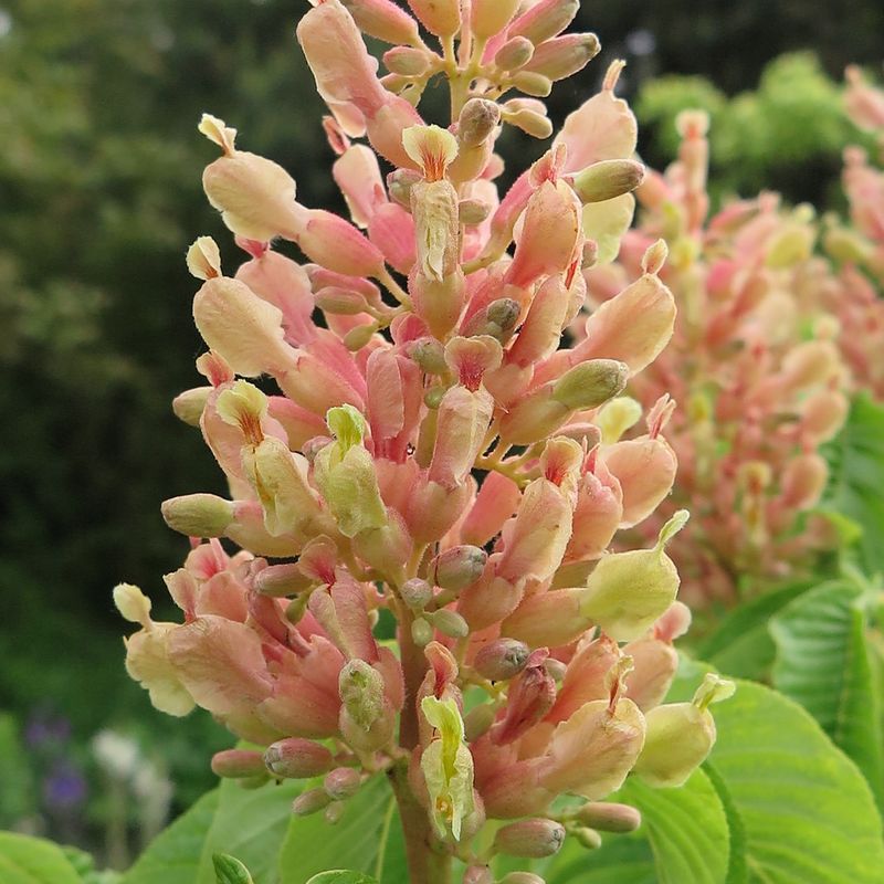 Aesculus x mutabilis 'Induta'