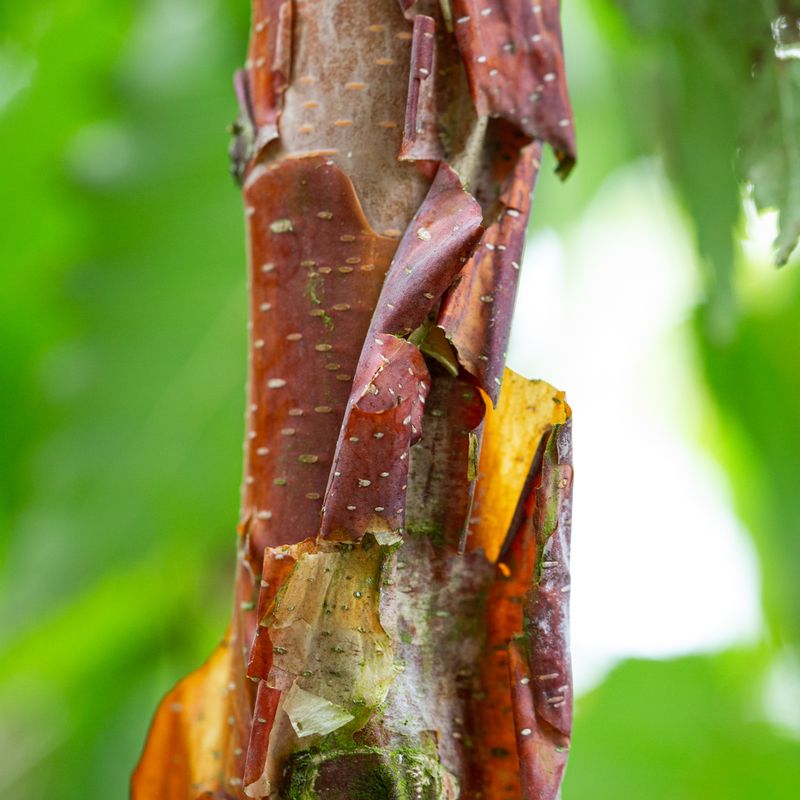 Betula utilis subsp. albosinensis 'Kansu'
