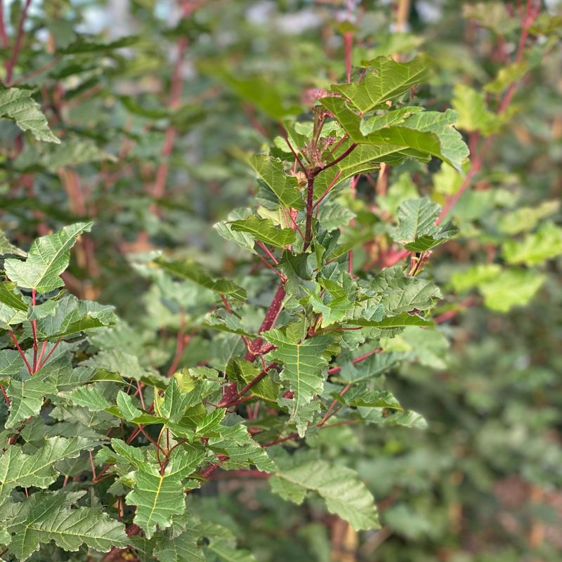 Acer ginnala ‘Merlot Magic’®