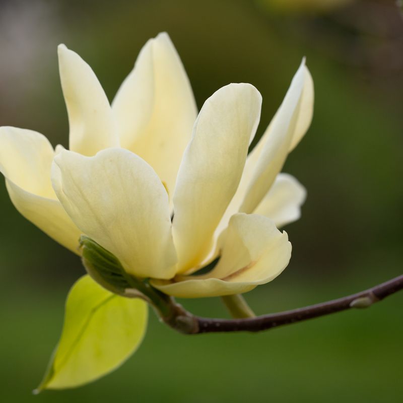 Magnolia 'Elizabeth'
