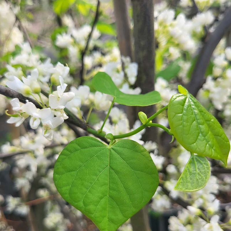 Cercis canadensis 'Vanilla Twist'®