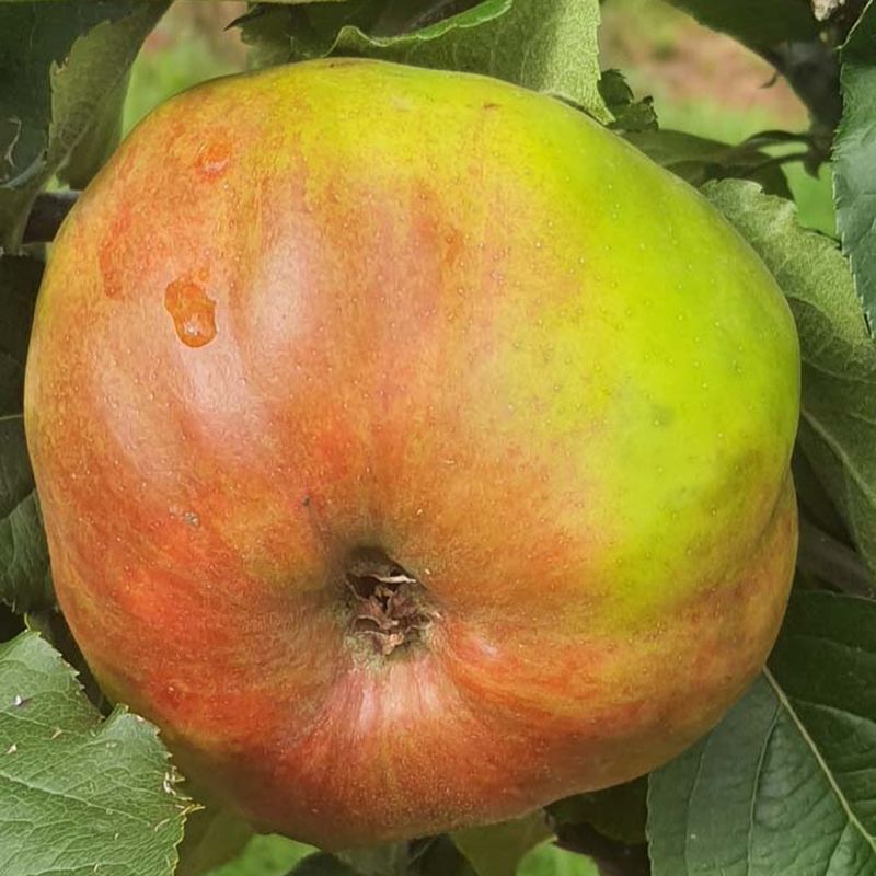 Apple Plympton Pippin