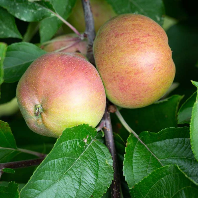 Apple Dabinett