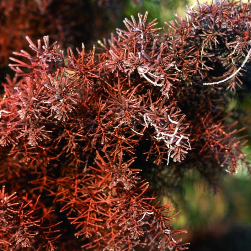 Cryptomeria japonica 'Elegans'