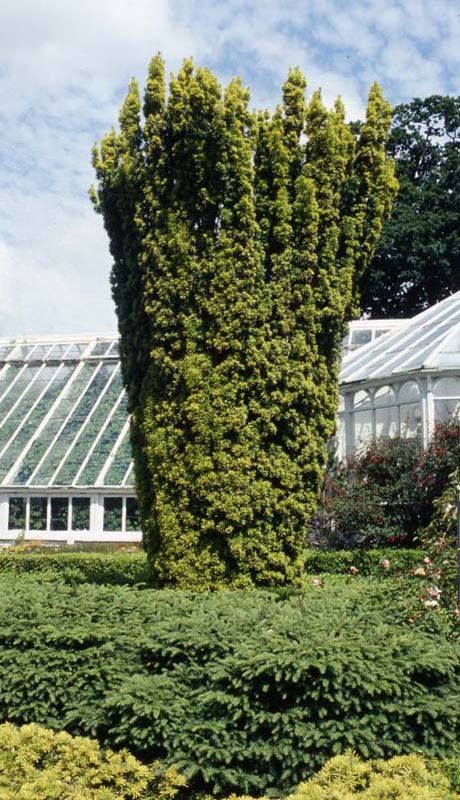 Taxus baccata 'Fastigiata Aureomarginata' 1