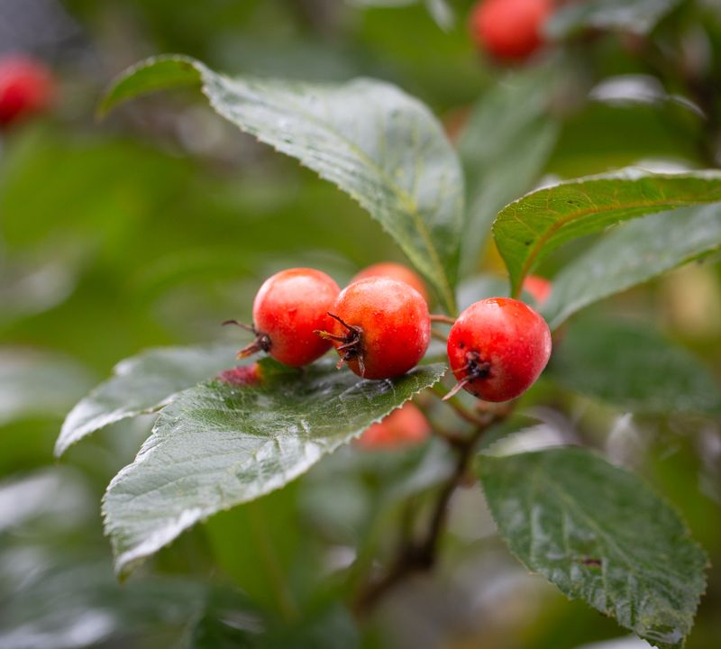 Crataegus x lavalleei 'Carrierei'
