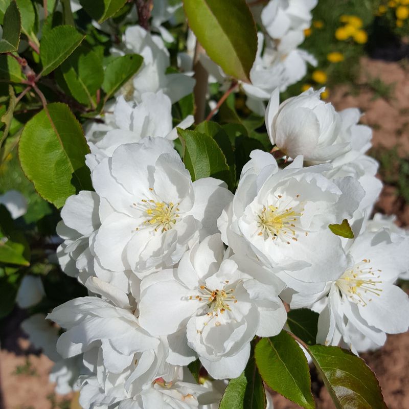 Malus 'Madonna'