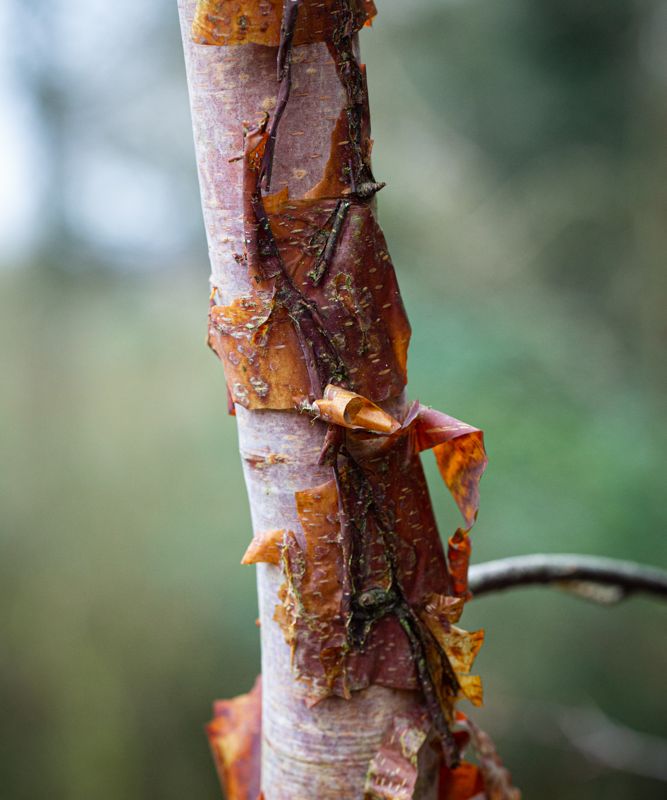 Betula utilis subsp. albosinensis 'Bowling Green'